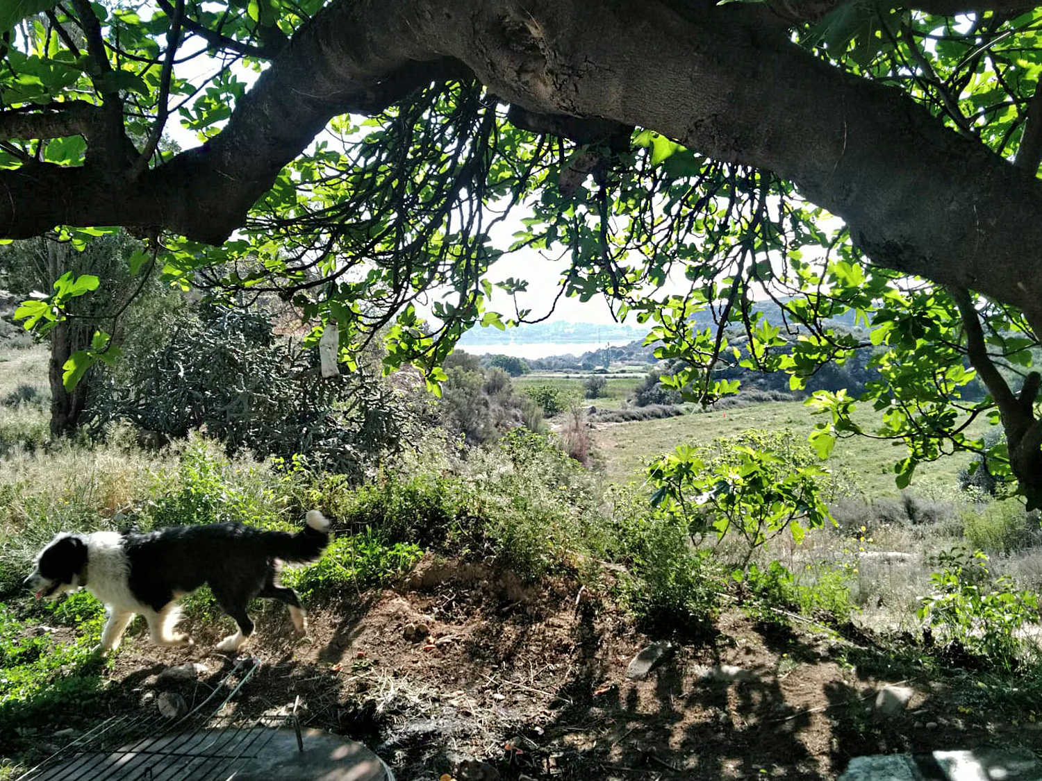 Finca op 54,283 m2 grond te koop aan de rivier de Ebro in Caspe