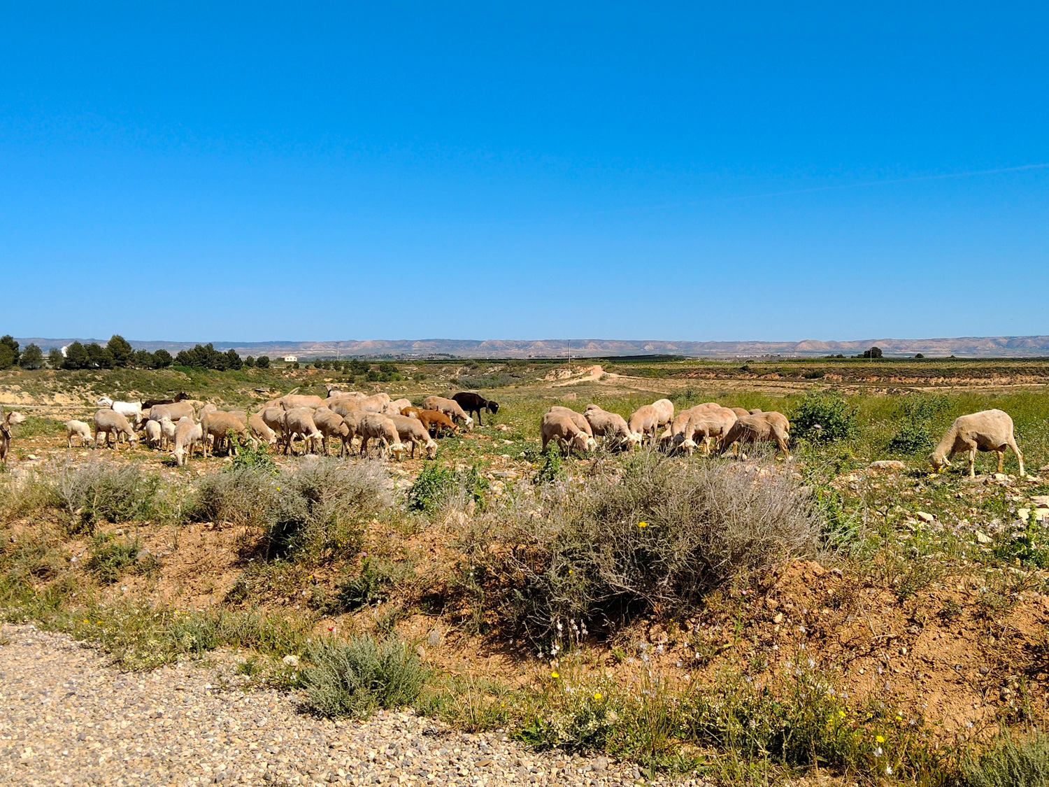 Finca op 54,283 m2 grond te koop aan de rivier de Ebro in Caspe